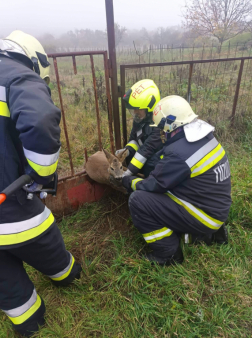 Kerítésbe szorult őzhöz és balesetekhez vonultak