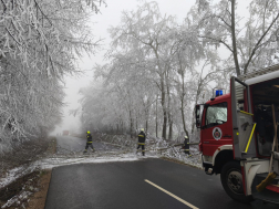 Rengeteg fa dőlt ki a rá nehezedő zúzmarától