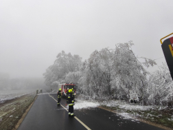 Rengeteg fa dőlt ki a rá nehezedő zúzmarától