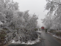 Rengeteg fa dőlt ki a rá nehezedő zúzmarától