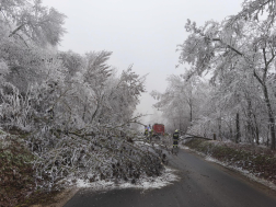 Rengeteg fa dőlt ki a rá nehezedő zúzmarától