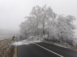 Rengeteg fa dőlt ki a rá nehezedő zúzmarától