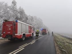Rengeteg fa dőlt ki a rá nehezedő zúzmarától