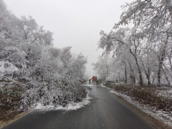 Rengeteg fa dőlt ki a rá nehezedő zúzmarától