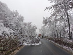 Rengeteg fa dőlt ki a rá nehezedő zúzmarától