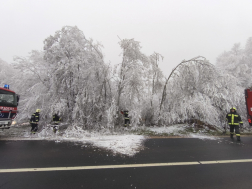 Rengeteg fa dőlt ki a rá nehezedő zúzmarától