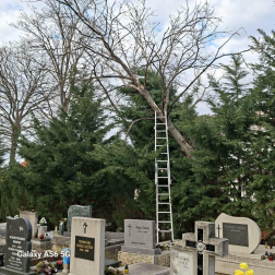 Kidőlt fák veszélyeztették a környezetüket