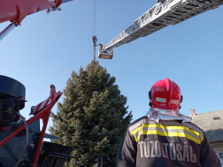A veszprémi tűzoltók vágták ki az ország karácsonyfáját Nemesvámoson