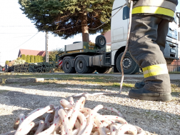 A veszprémi tűzoltók vágták ki az ország karácsonyfáját Nemesvámoson