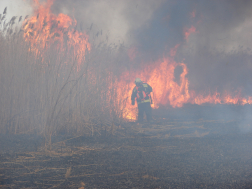 Tegnap másfél, ma közel húsz hektár nádas égett le